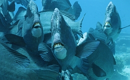 Sipadan_2015_Poisson perroquet a bosse_Bolbometopon muricatum_IMG_2215_rc